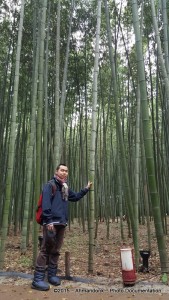 The Bamboo Forest Trail